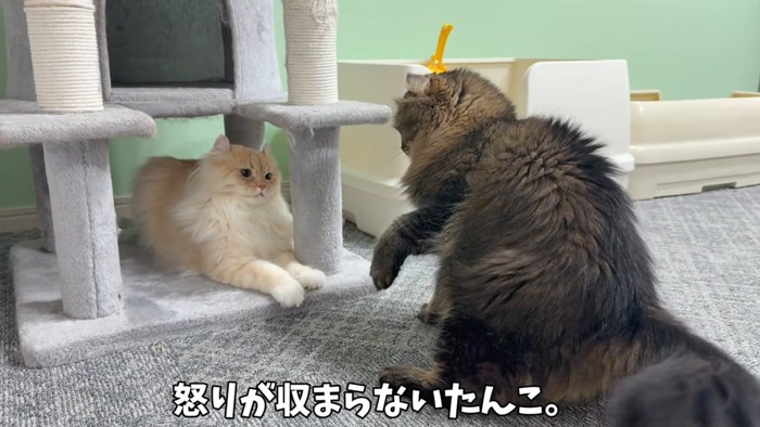 ケンカする猫