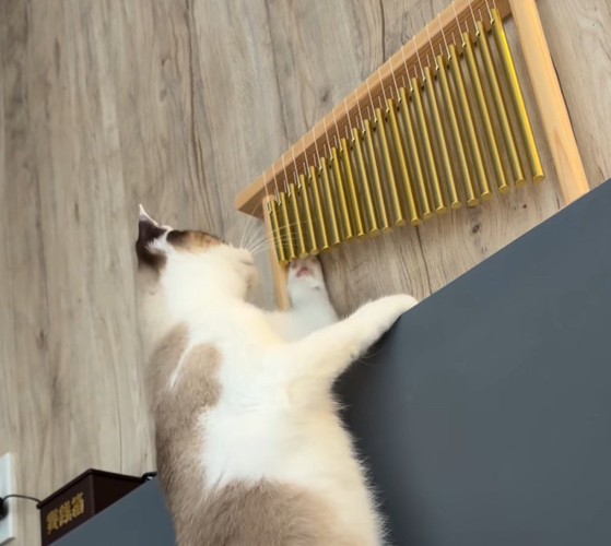 ウインドチャイムに前足を当てる猫