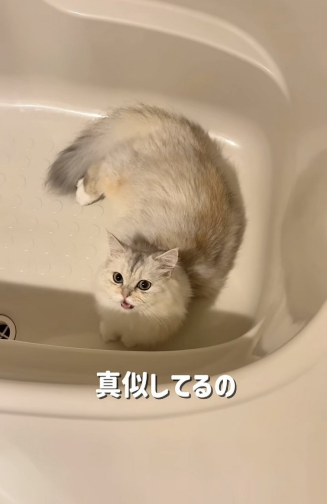 バスタブの中で鳴く姉ミヌエット