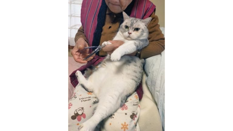 爪切りされている猫