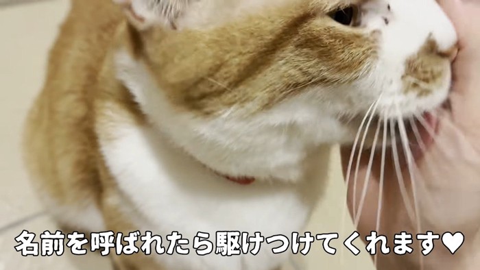 ぺろり