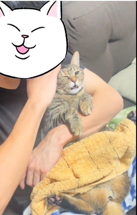 人に抱かれている猫