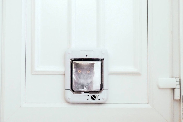 猫ドアの向こうにいる猫