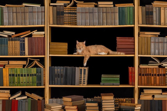 図書館にいる猫