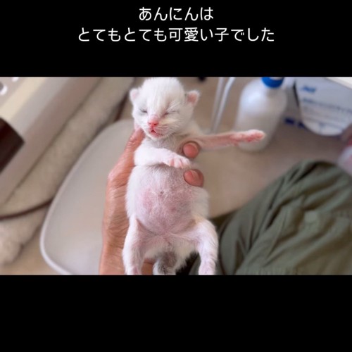 仰向けで持たれる子猫