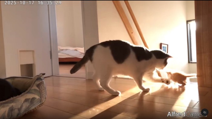 子猫を守る猫