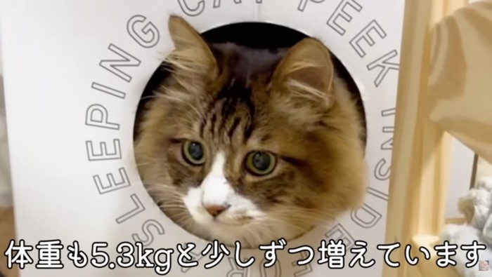 元気になってきているぽこまる