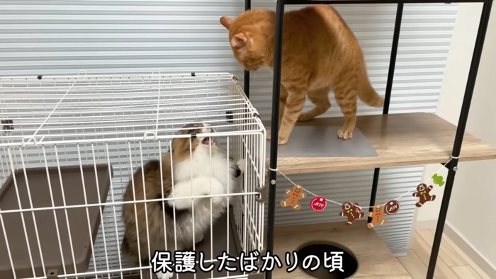 ケージの中にいる猫