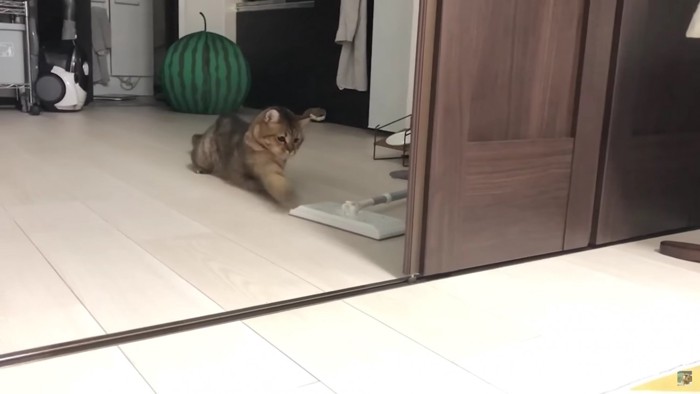 モップを素早くパンチする猫