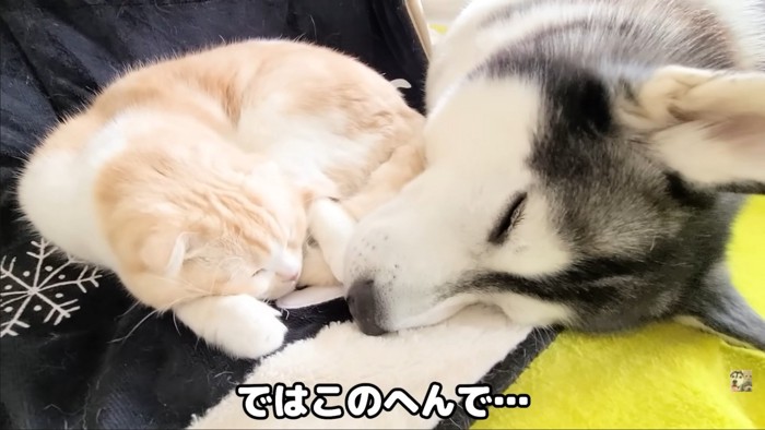 猫とハスキーが寝てる