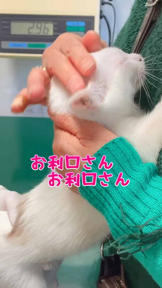 頭をなでられる子猫