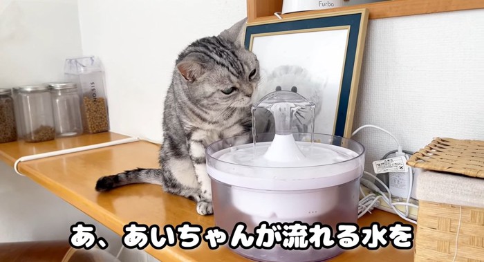 水を飲む猫