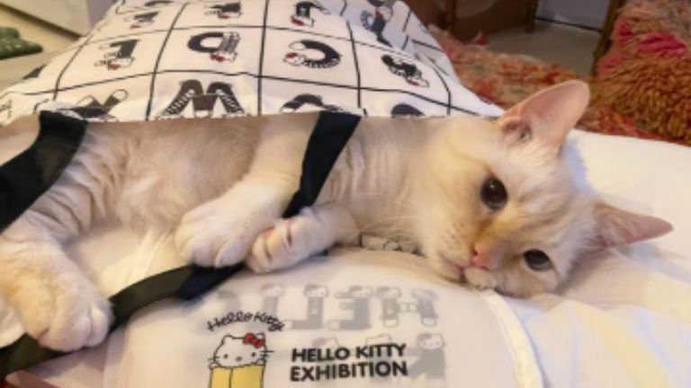 室内にいる猫