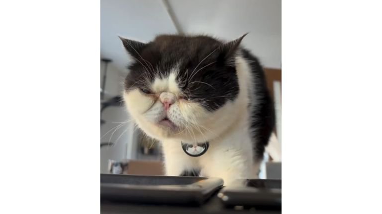 室内にいる猫