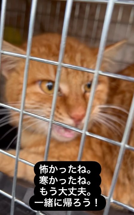 鳴く猫