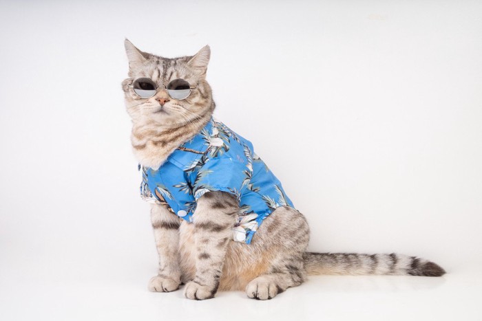 アロハシャツを着る猫