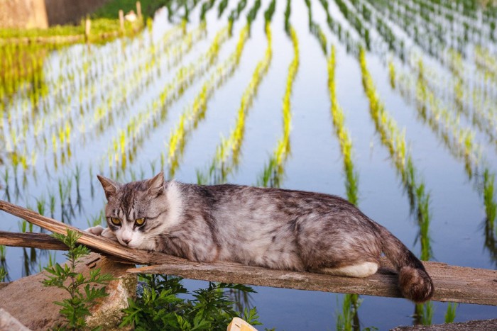 田んぼを守る猫