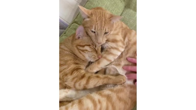 室内にいる猫たち