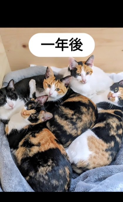 集まる猫姉妹