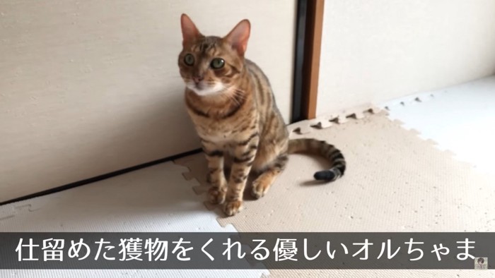 猫らしい優しさを見せてくれたオルちゃんでした