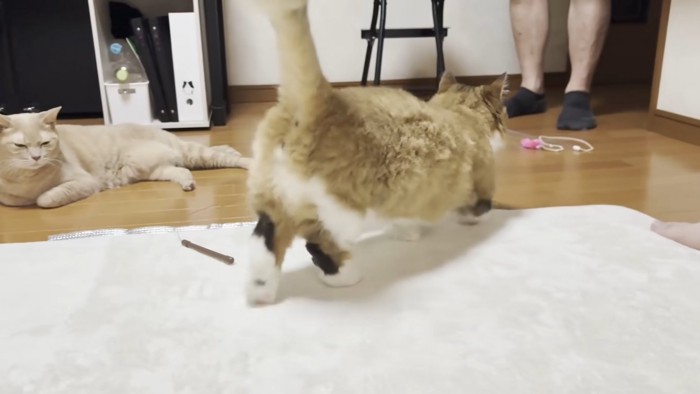 猫ちゃんの後ろ姿（画面右上にパパさんの足、左側にもう一匹の猫ちゃん）