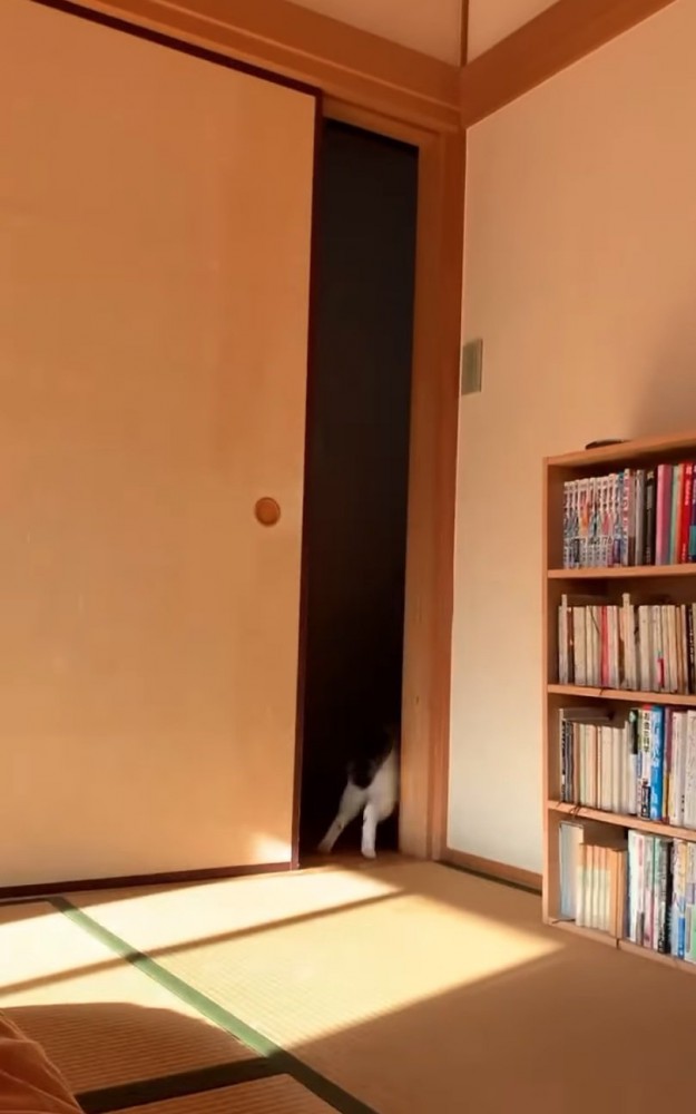 扉を出て行く猫