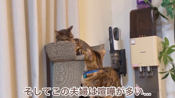 見つめ合う2匹の猫