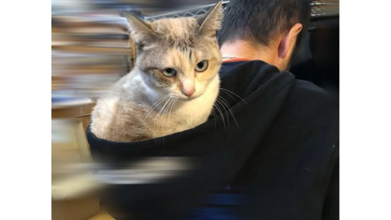 フードに入る猫