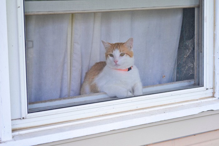 鍵のかかった窓から外を眺める猫