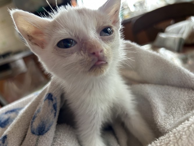 保護されたばかりの子猫