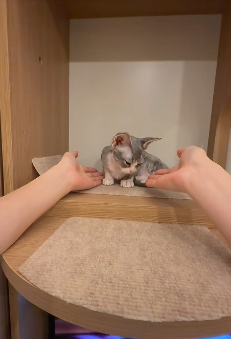 子猫に手を差しだす飼い主