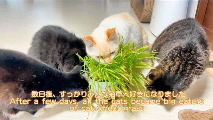 猫草を食べる4頭の猫