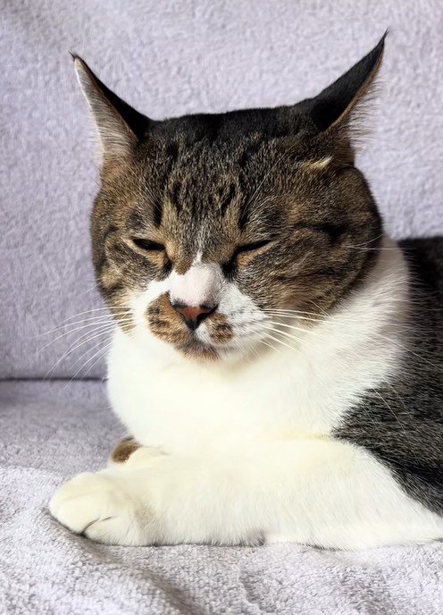 イカ耳で目をつむる猫