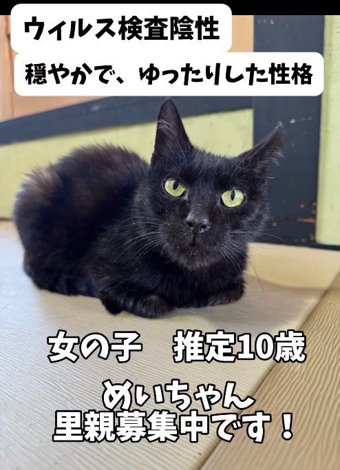 室内で香箱座りしている黒猫