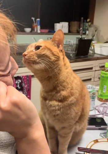 顔を近づける猫