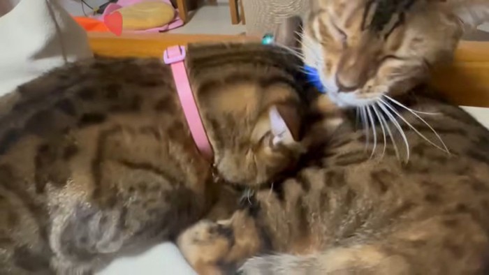 もう1匹の猫に頭突きする猫