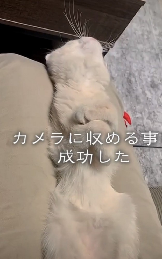 腕組して上を向く猫