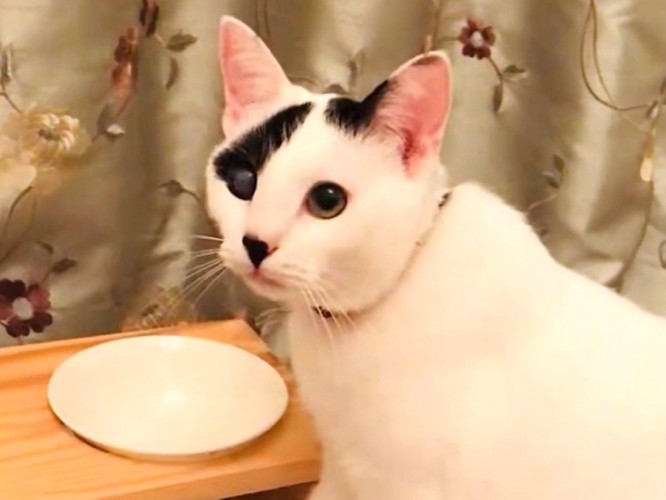 甘える表情で飼い主を見上げる子猫