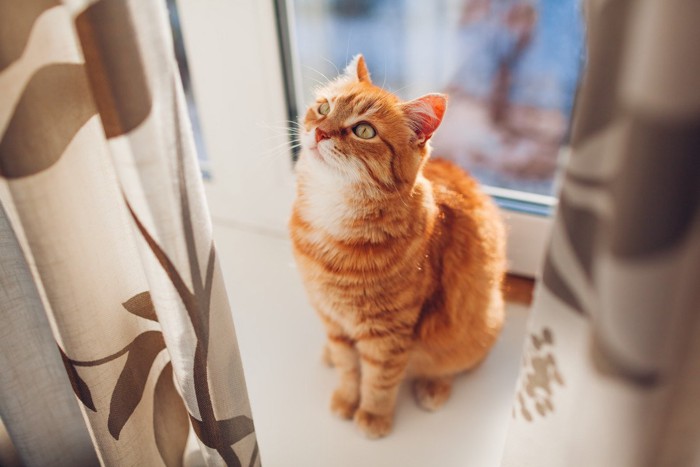 猫とカーテン