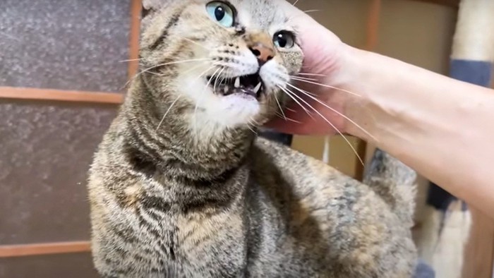 一生懸命鳴いておしゃべりする猫