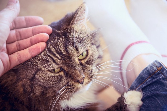 飼い主の足元で撫でられている猫