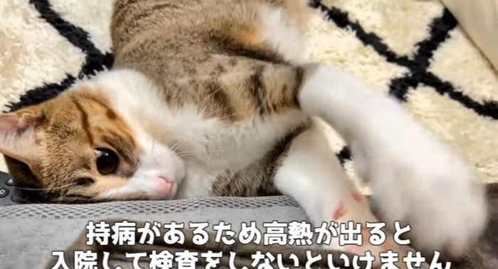 横たわる猫