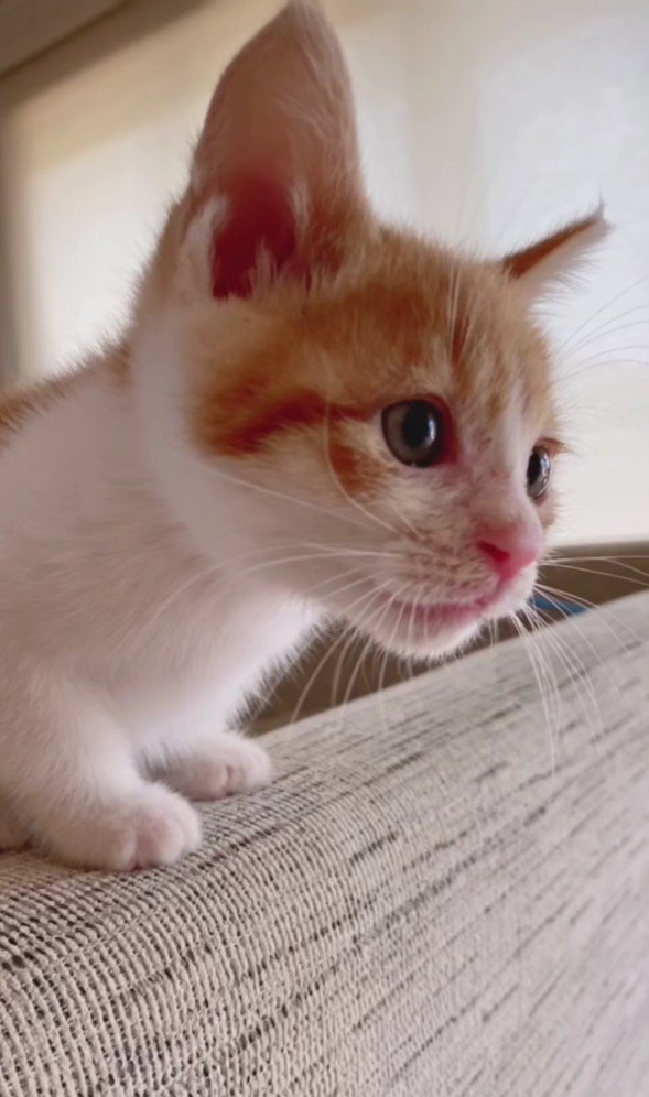 ソファの背もたれに座る猫