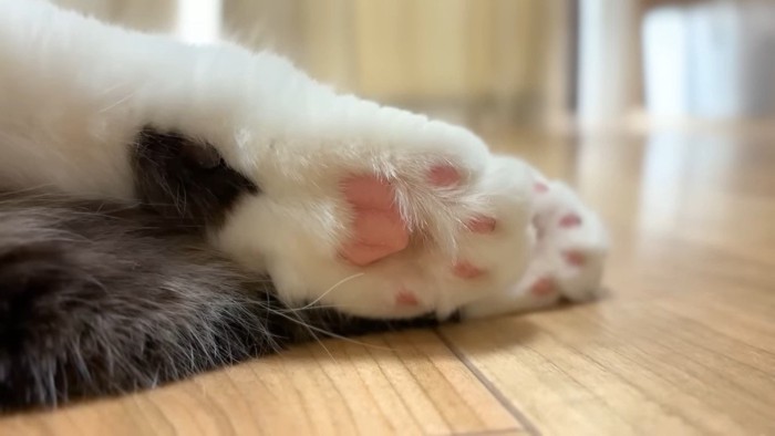 ピンクの肉球