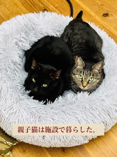 猫ベッドにいる2匹の猫