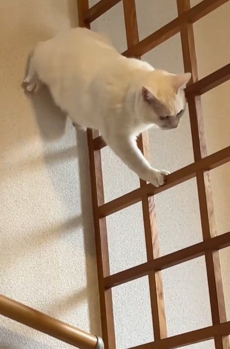 壁に足をつく白猫