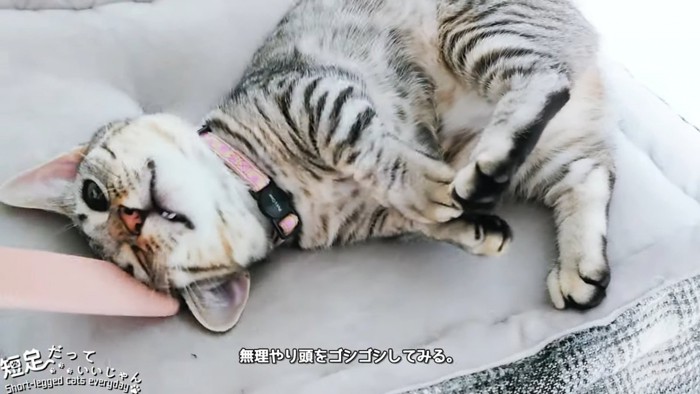 猫じゃすりでなでられる子猫