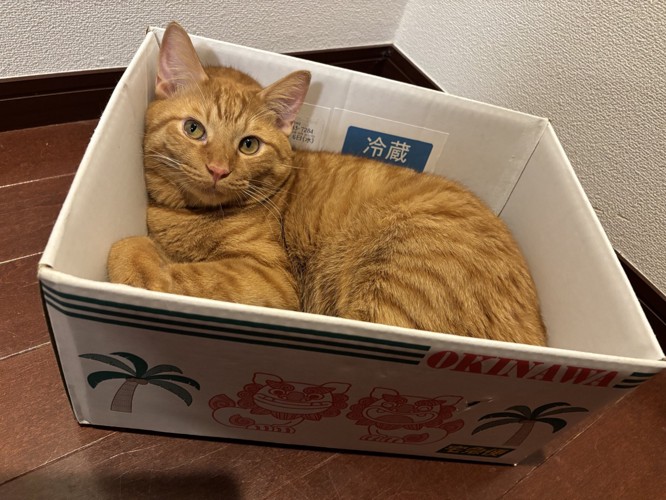 箱に入る猫