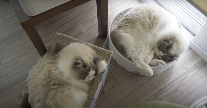 横に並んで寝る猫