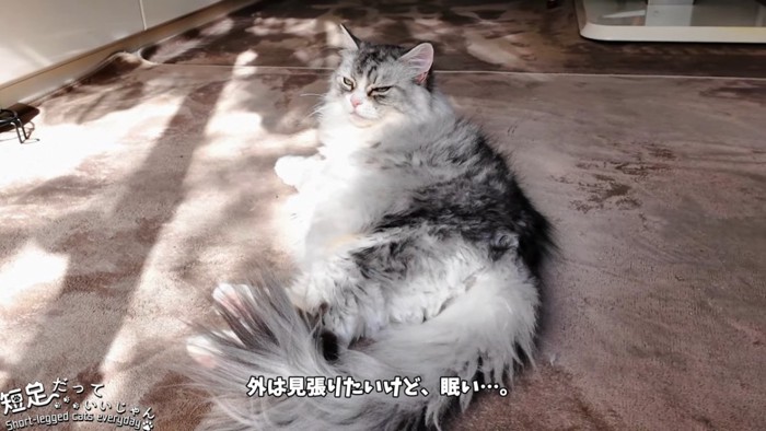 寝そべる猫